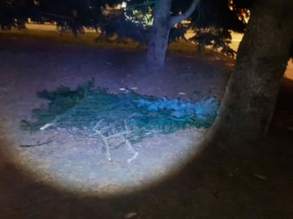 Двое белгородских подростков ушли из дома и планировали ночевать на еловых ветках