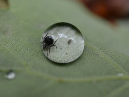 Роспотребнадзор предупредил о пробуждении клещей по всей стране