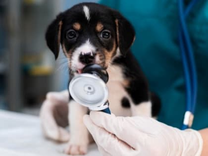 Жители Белгородской области смогут бесплатно вакцинировать своих питомцев от бешенства