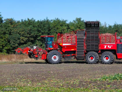 Белгородский министр поделился фото гигантской свёклы