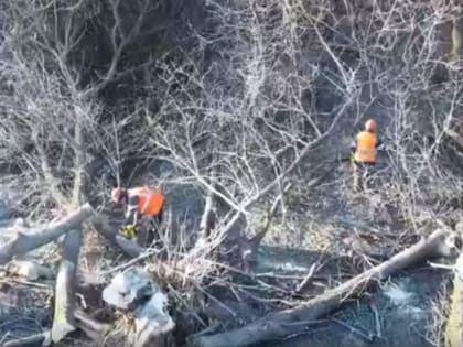 Работа по уничтожению ясенелистного клёна продолжилась на территории Губкинского горокруга