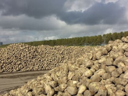 Вывозка сахарной свеклы с полей на завод «Ника» завершилась в Волоконовском районе