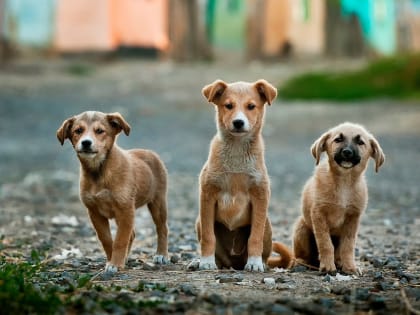 Наличие животных без владельцев на улицах является актуальной проблемой на сегодняшний день
