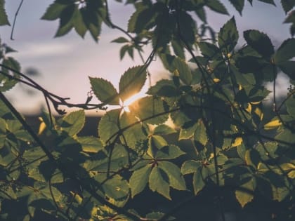 Температура воздуха прогреется до 30 градусов тепла в Белгородской области 28 мая