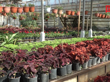 Место, где рождается красота: как в теплицах Белгорблагоустройства выращивают растения для озеленения города