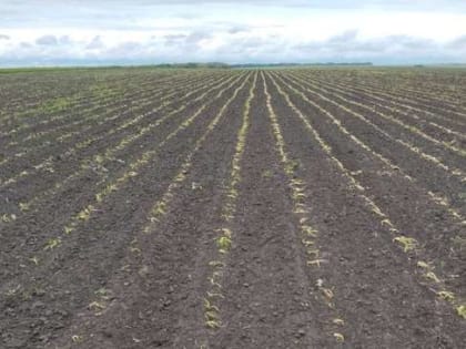 Весьма серьёзный ущерб понесли хозяйства АПК Грайворонского округа из-за возвратных заморозков