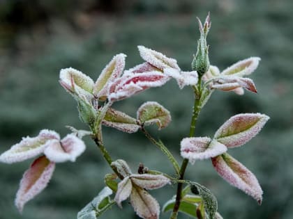 В Белгородскую область могут прийти заморозки