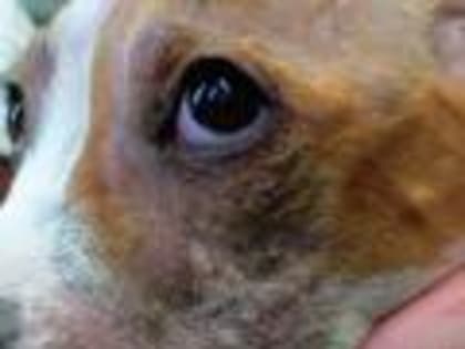 Демодекоз мелких домашних животных. Профилактика