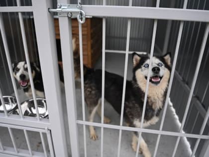 В Белгороде на территории участка по содержанию безнадзорных животных на ул. Коммунальной, 22, скоро появится просторная площадка для выгула