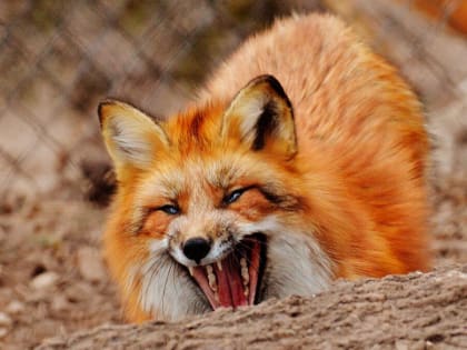 В приграничном селе Белгородчины ввели карантин из-за бешенства