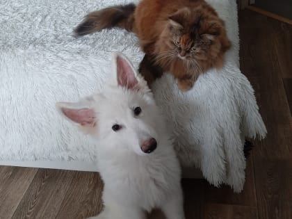 Вакцинация домашних животных: как часто делать