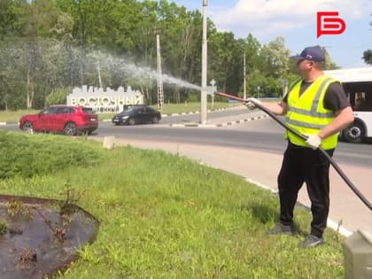 Белгородские коммунальщики уделяют повышенное внимание поливу растений в областной столице