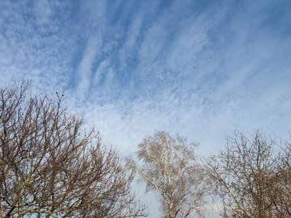 Жителей Белгородской области предупредили о сильном ветре до 20 м/с