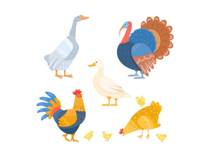 Меры по профилактике гриппа птиц