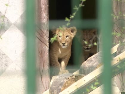 Белгородский зоопарк перешёл на летний режим
