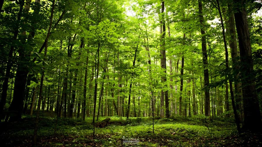 Sacred Grove