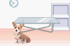 Pocket Dogs
