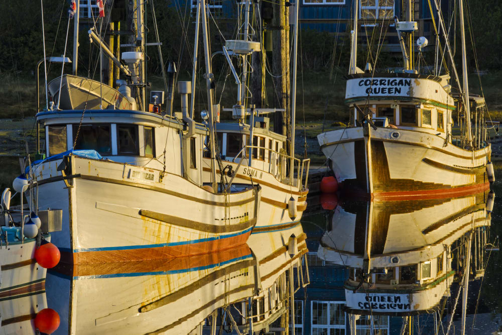 Wooden commercial fishing boats in the evening light at Ucluelet