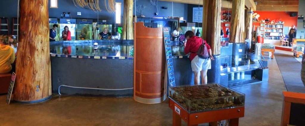 The Ucluelet Aquarium