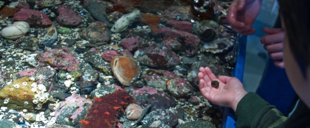 The Ucluelet Aquarium