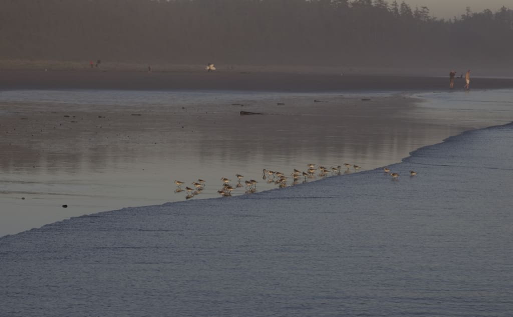 Birds LongBeach