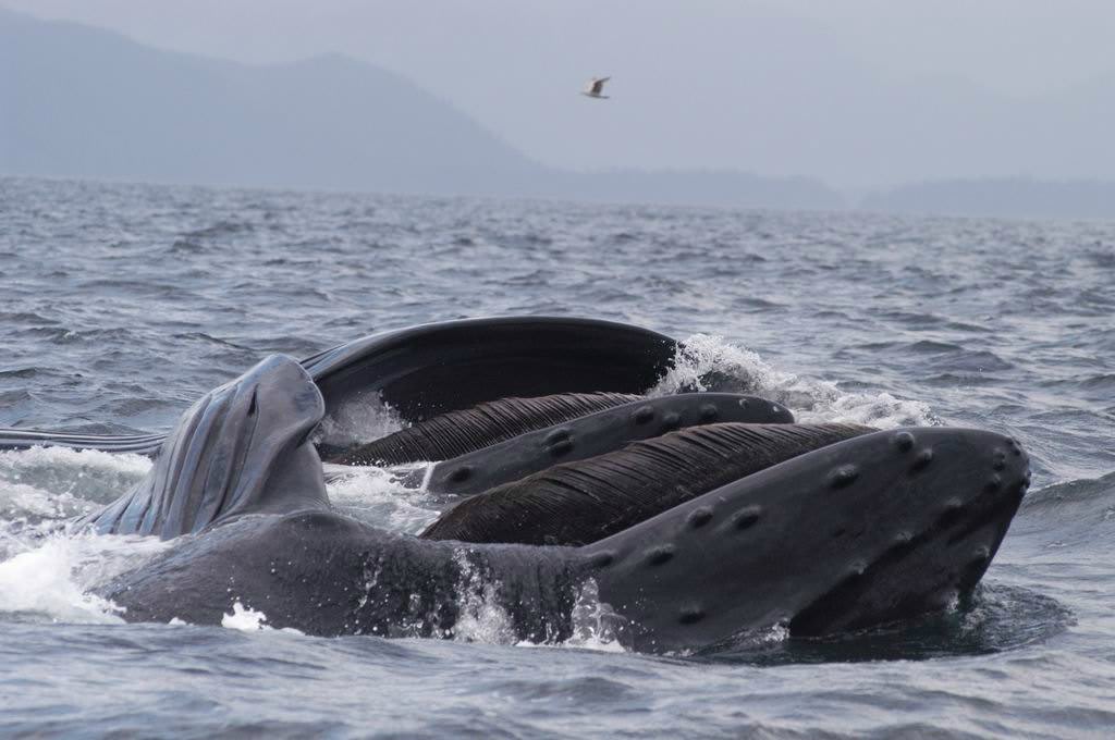 Humpback whales feeding at the surface near Ucluelet