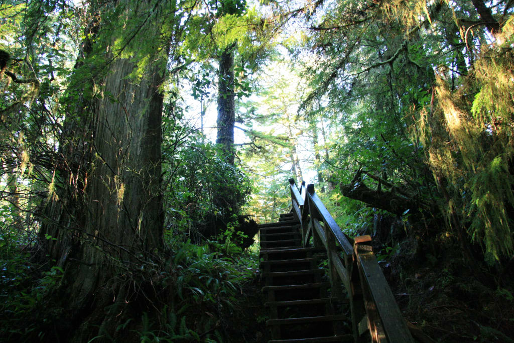 Rainforest Trail Robyn Hanson