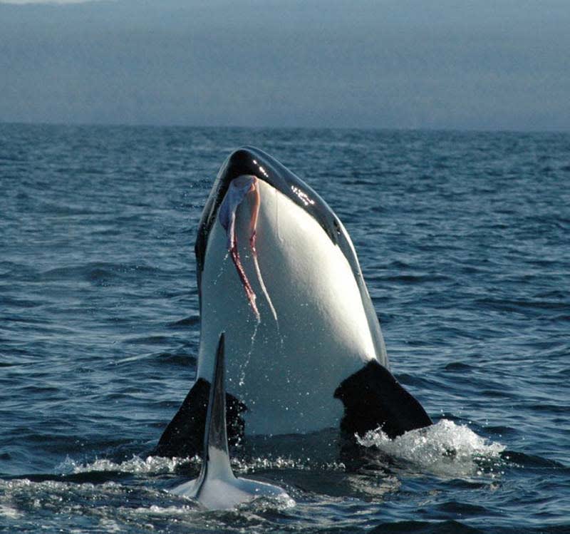 Whale Watching