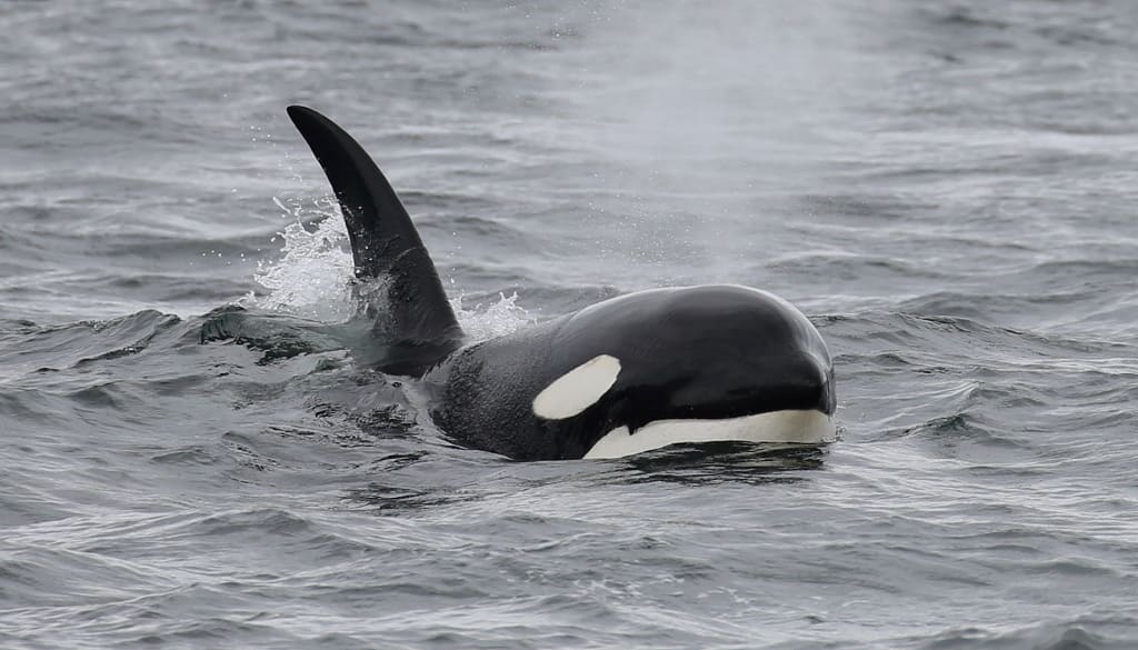 Whale Watching