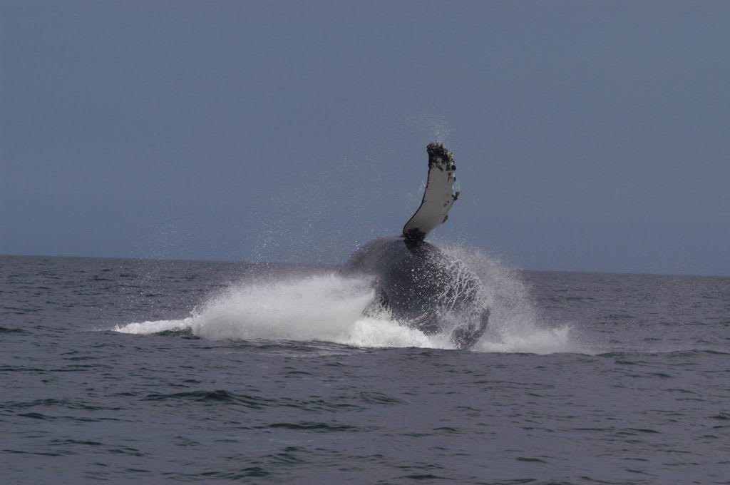 Whale Watching