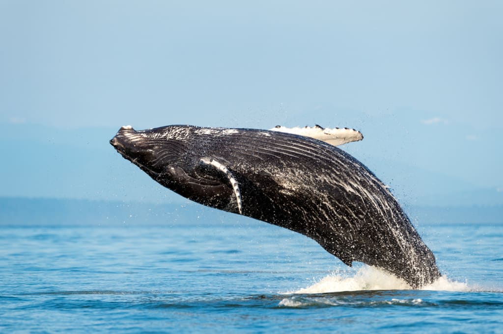Whale Watching