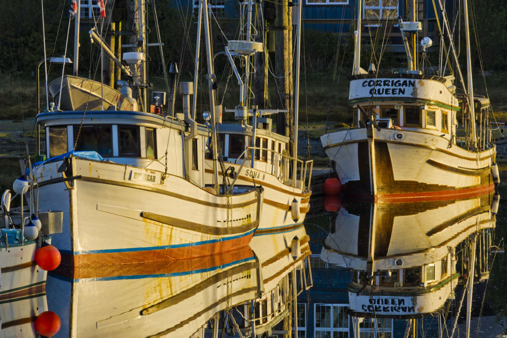 Wooden commercial fishing boats in the evening light at Ucluelet