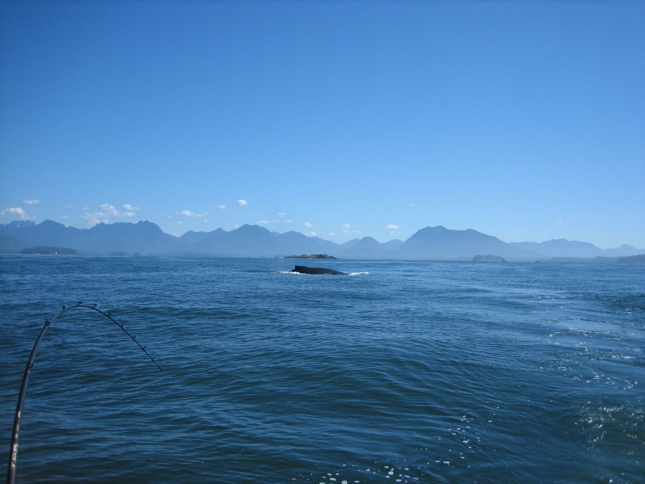 Whale Watching