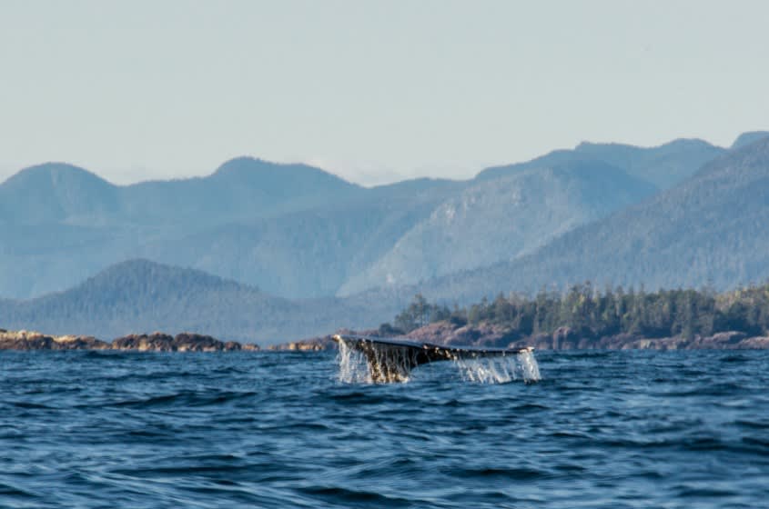Whale Watching Worth Doing in Ucluelet