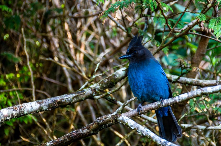 Ucluelet is a bird watching paradise