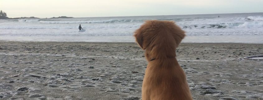 Visiting Ucluelet with Your Dog