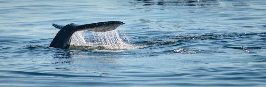 Pacific Rim Whale Festival 2018