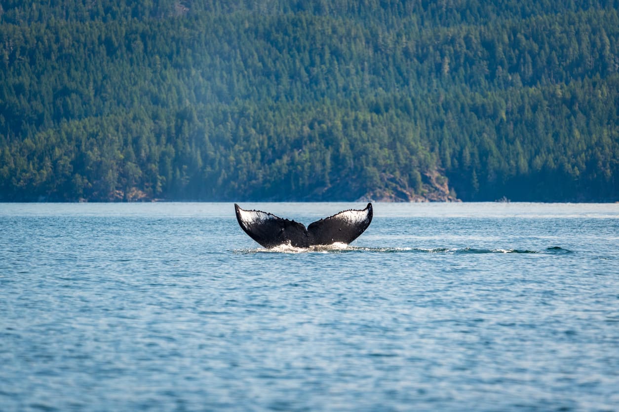 Wildlife Watching in Ucluelet: Animals to See and Best Time
