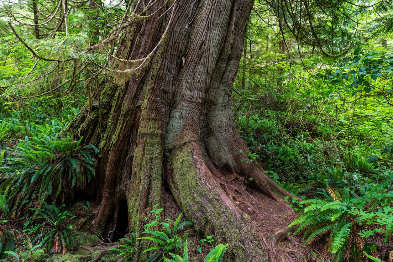 Tofino Hiking Trails