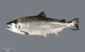 Chinook salmon (Oncorhynchus tshawytscha)