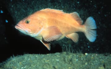 Yelloweye rockfish (Sebastes ruberrimus)
