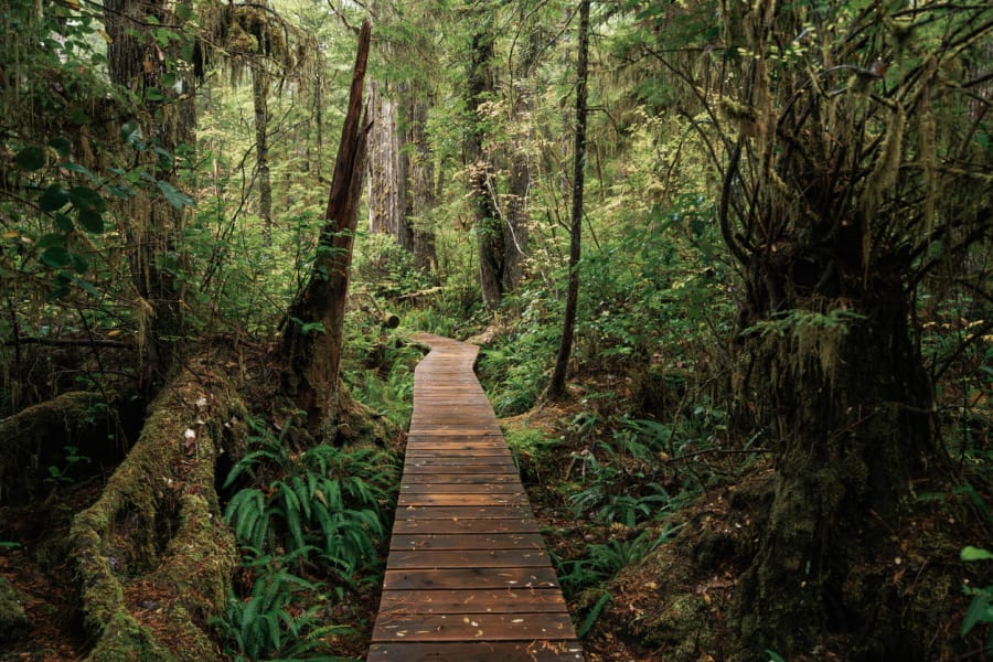 A boardwalk winding through old-growth coastal rainforest