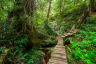 Tofino Hiking Trails