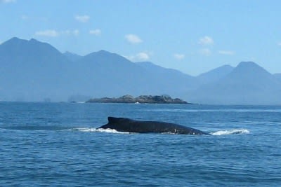 Whale watching on the open coast.