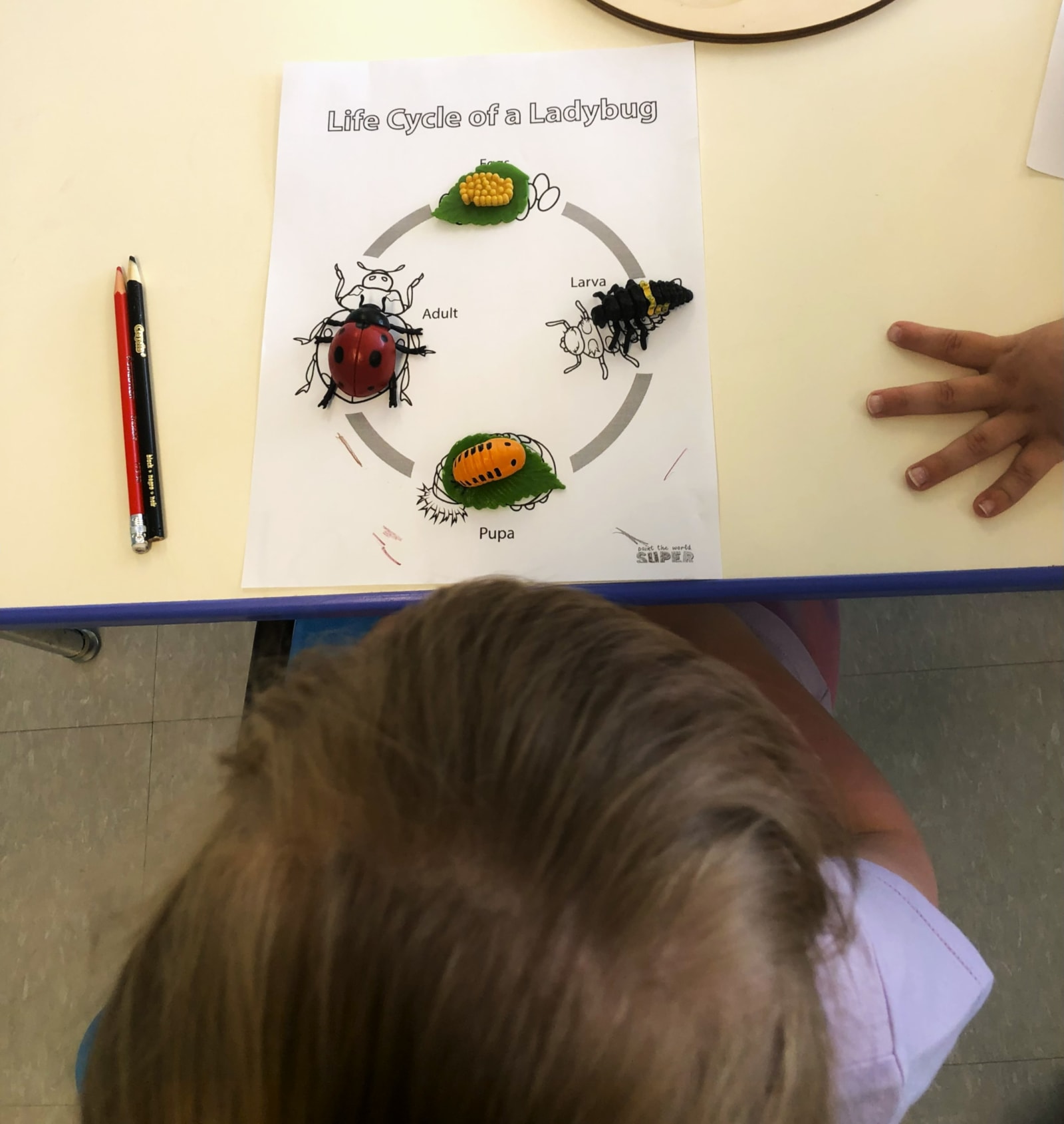 Garderie Ami Câlin — cours de sciences naturelles : les enfants observent des modèles pour comprendre le cycle de vie de la coccinelle et découvrir le monde du vivant. Environnement Montessori professionnel, renseignements et inscriptions disponibles. — Garderie Ami Câlin — Science naturelle : cycle de vie de la coccinelle — Mots-clés : Garderie Ami Calin, science naturelle, cycle de vie de la coccinelle, exploration biologique, environnement Montessori, inscription.