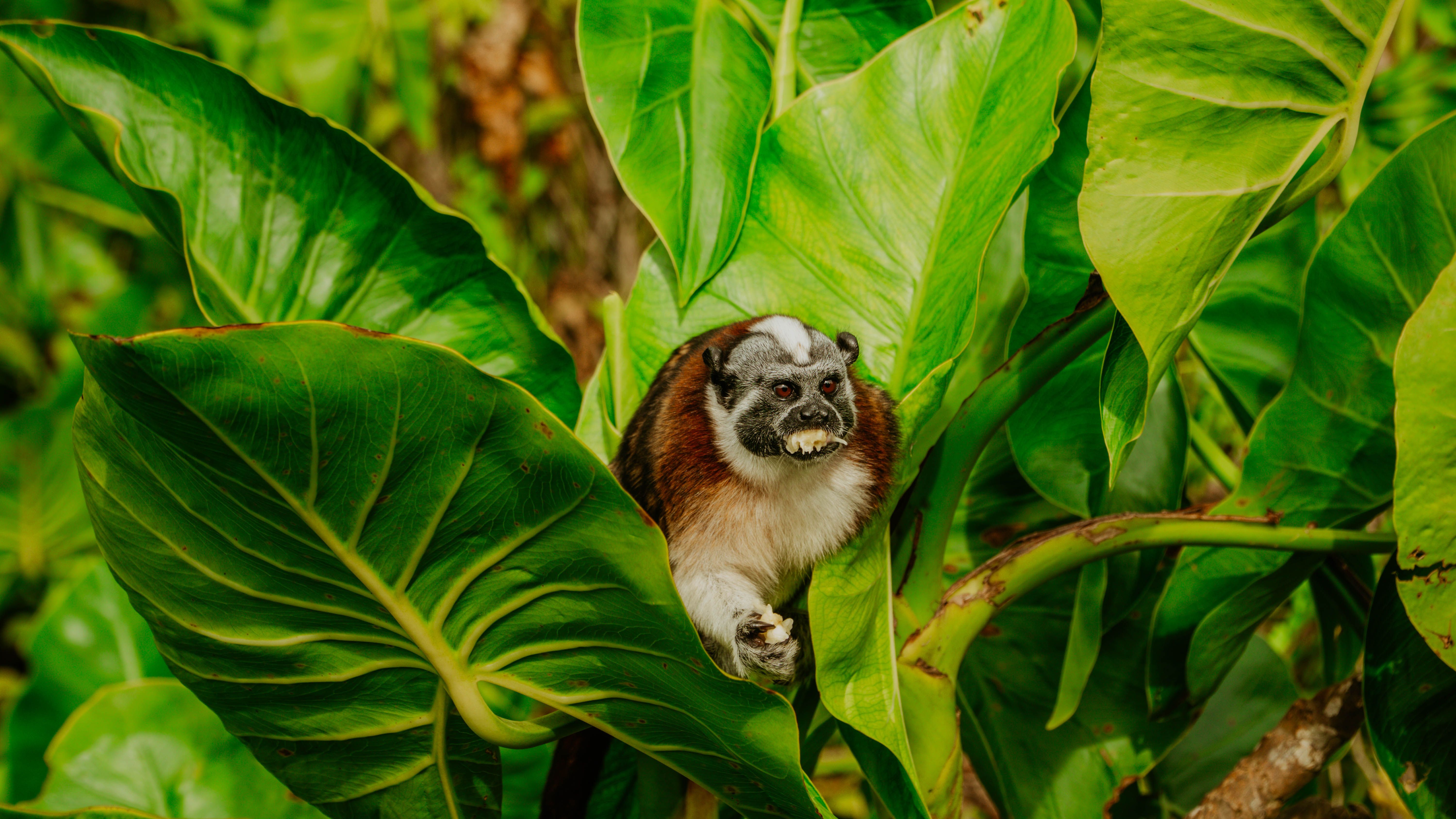 Tour Isla de los Monos