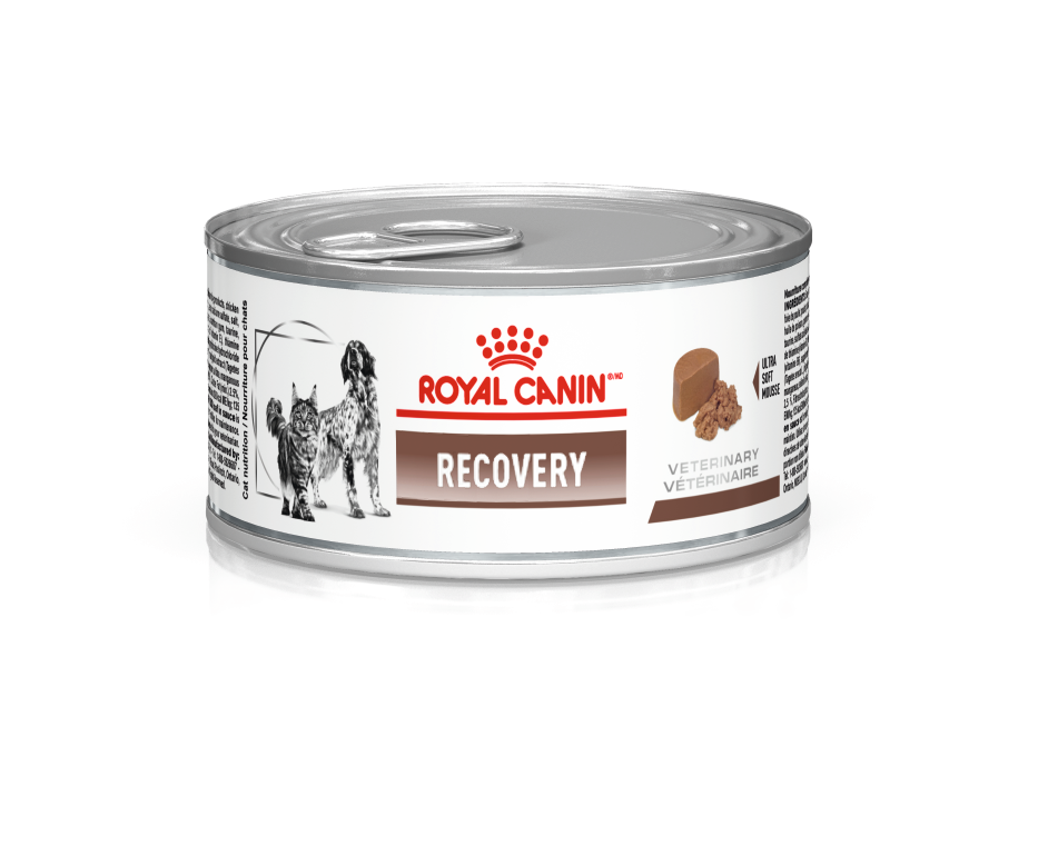 Royal Canin Recovery Cães e Gatos 195g Royal Canin Recovery Cães e Gatos 195g