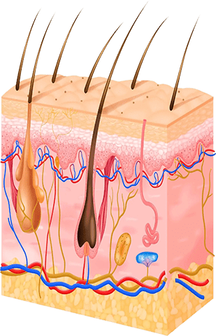 Menfis Health Clinic | Hair Transplant Turkey | Trapianto Capelli Turchia interior
