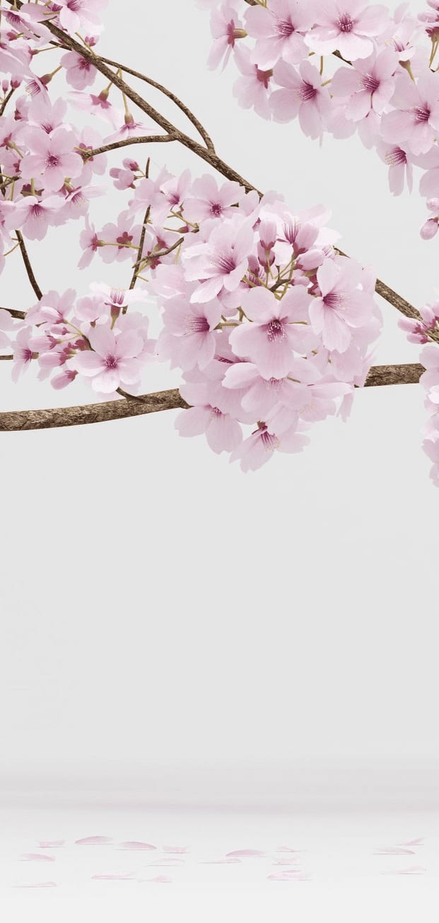 natural-face.ch gallery image 1