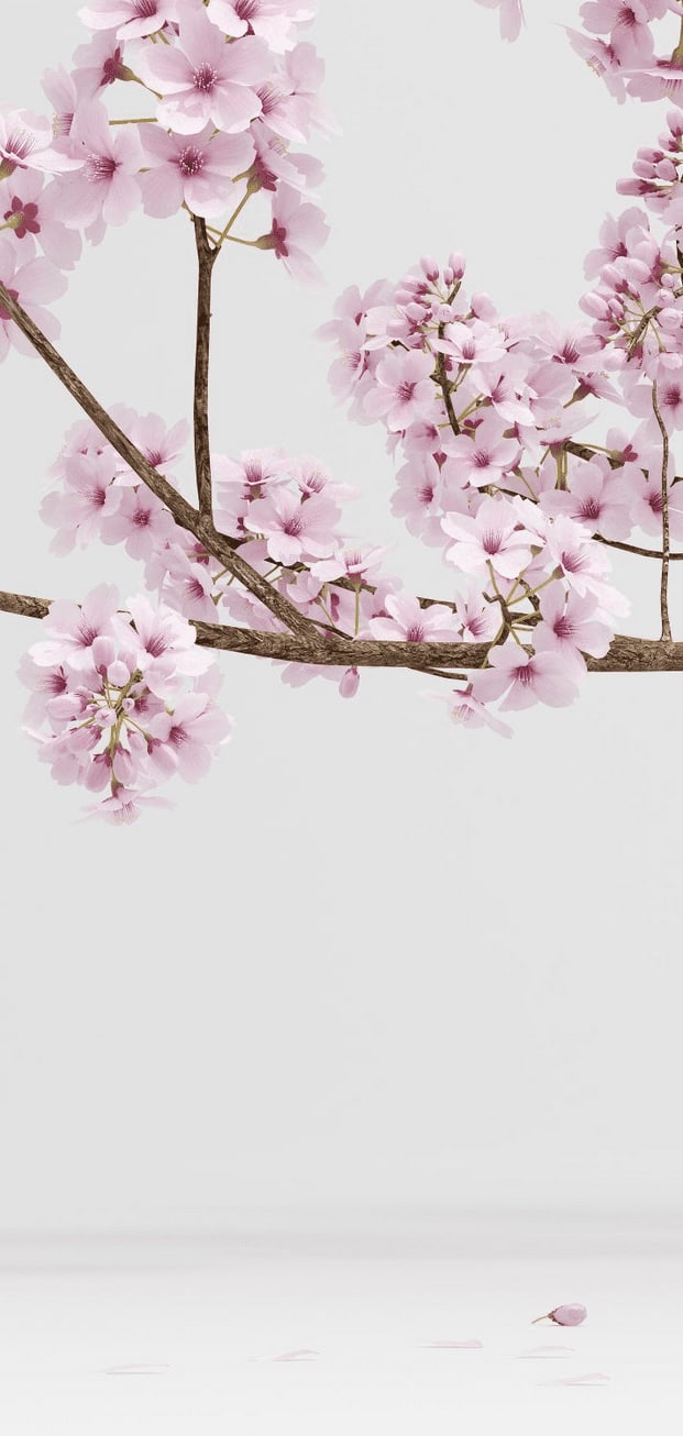 natural-face.ch gallery image 2